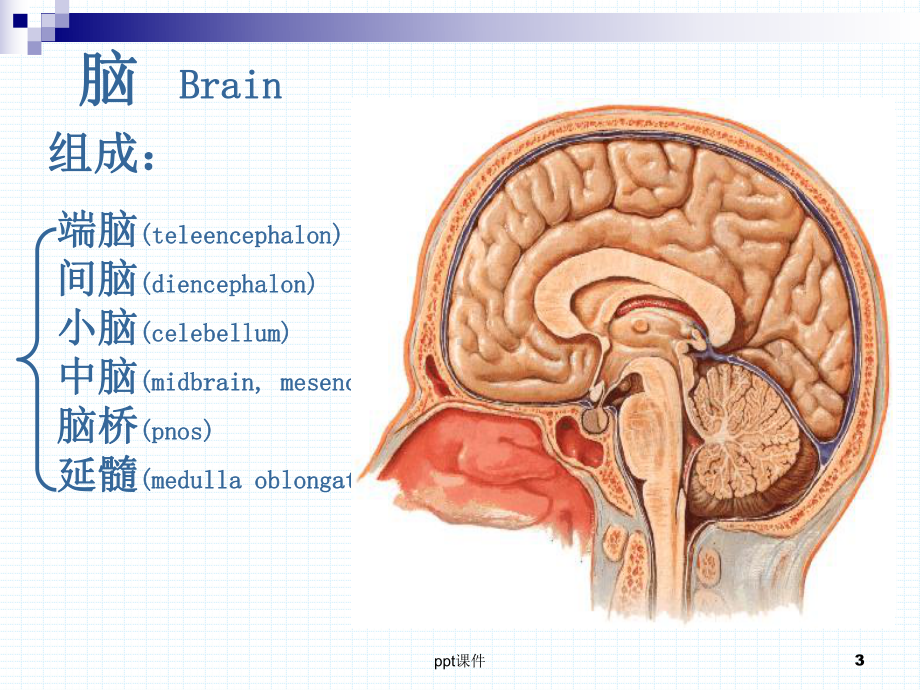 《人体解剖学》-脑干-ppt课件.ppt_第3页