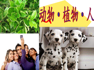 动物·植物·人-ppt课件.ppt