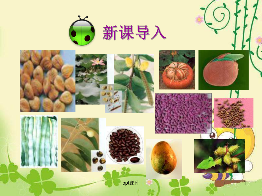 种子植物-ppt课件.ppt_第1页