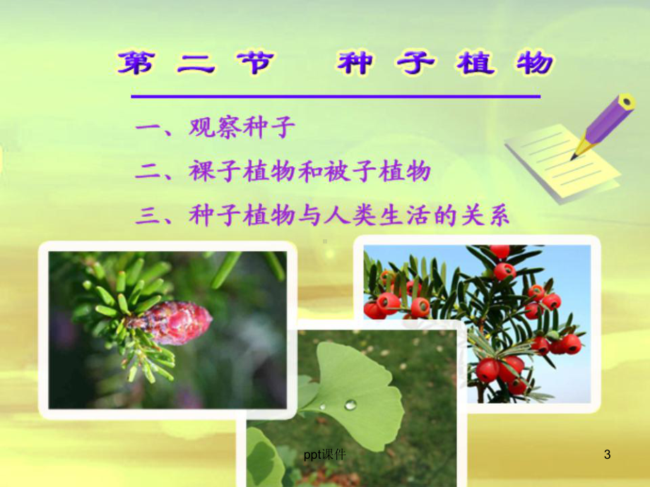 种子植物-ppt课件.ppt_第3页