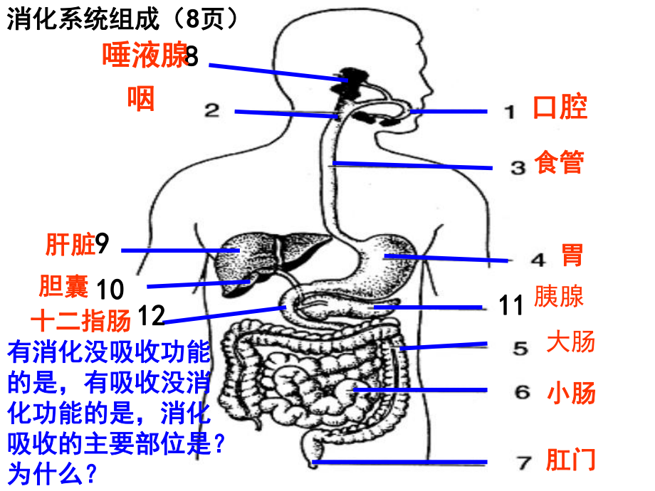 （苏教版）七年级生物下册《第8章-第13章》复习课件（共102张PPT）.ppt_第3页