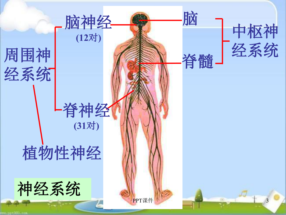 第3节神经调节第3课时-ppt课件.ppt_第3页