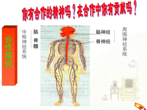 神经调节的基本方式-ppt课件(同名707).ppt