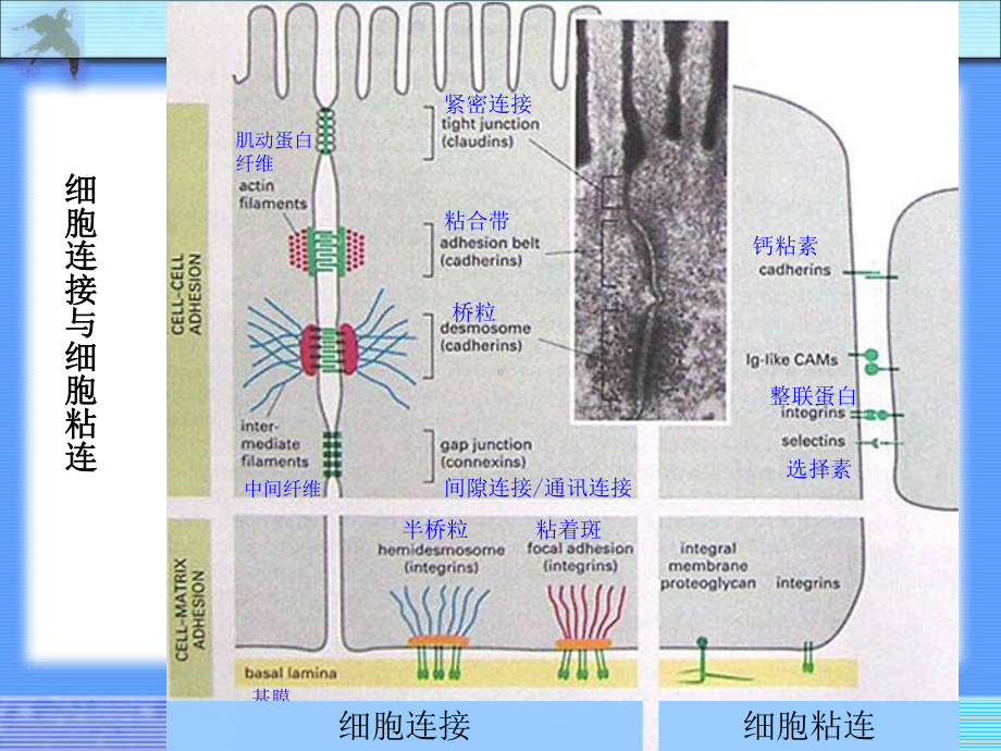 细胞生物学细胞连接ppt课件.ppt_第2页