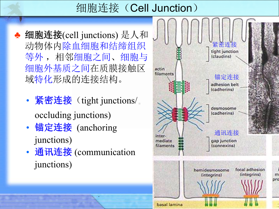 细胞生物学细胞连接ppt课件.ppt_第3页