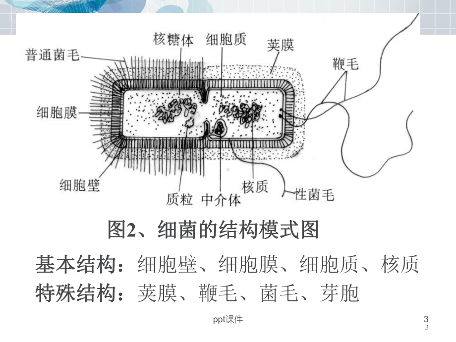 细菌的分布与消毒灭菌-ppt课件.ppt_第3页