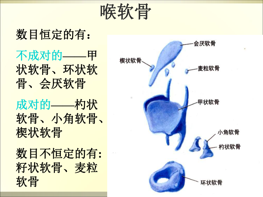 喉解剖学PPT课件.ppt_第3页