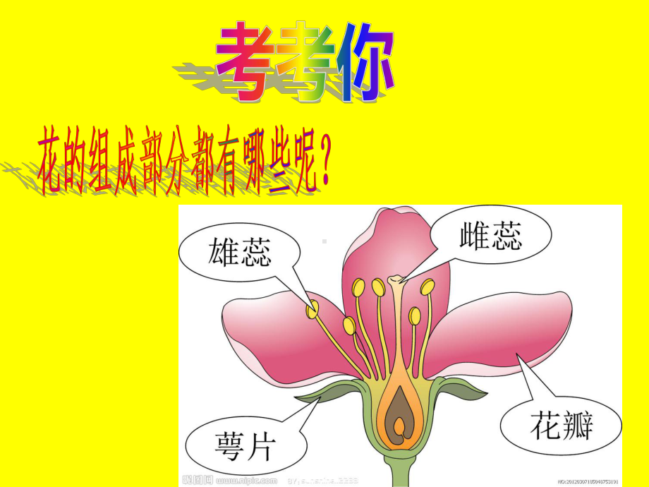 《五颜六色的花儿》PPT课件.ppt_第2页