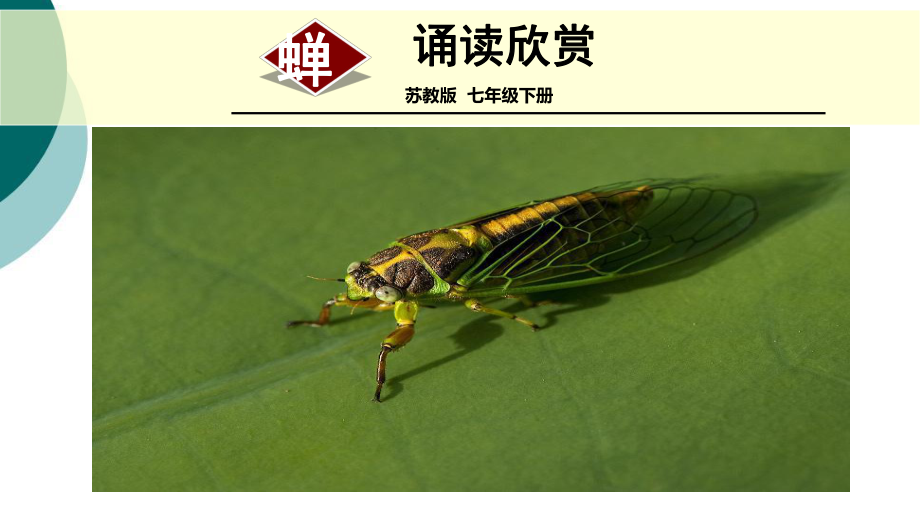 诵读欣赏虞世南《蝉》ppt课件(14页).ppt_第1页