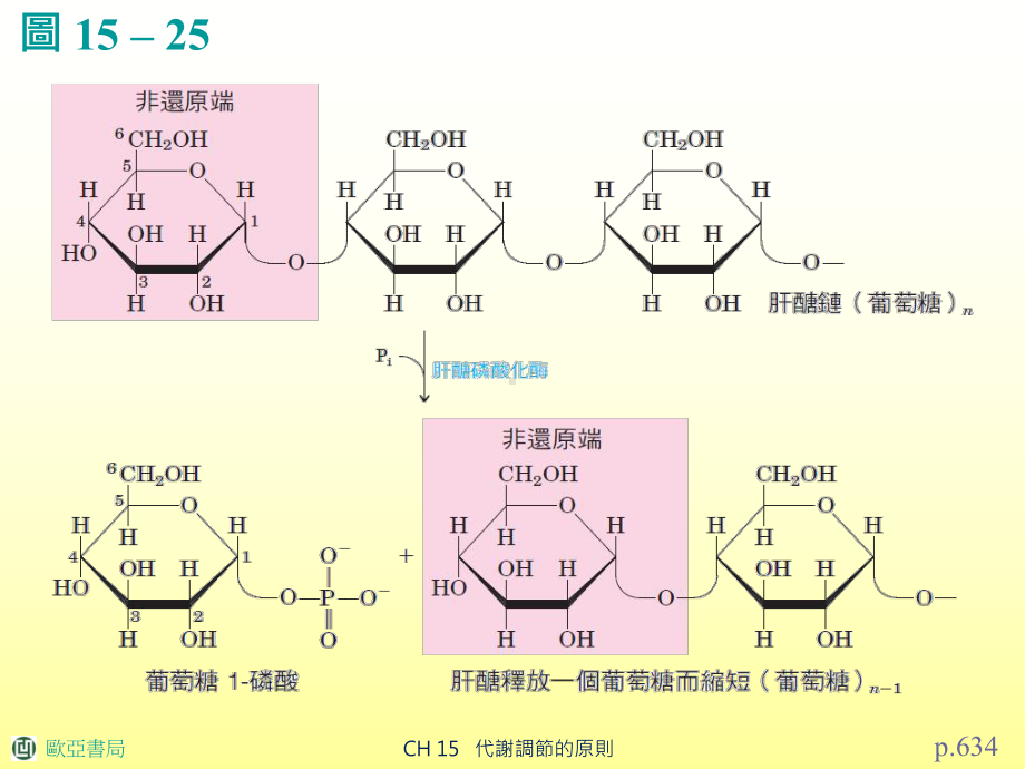 肝醣磷酸化酶-ppt课件.ppt_第3页