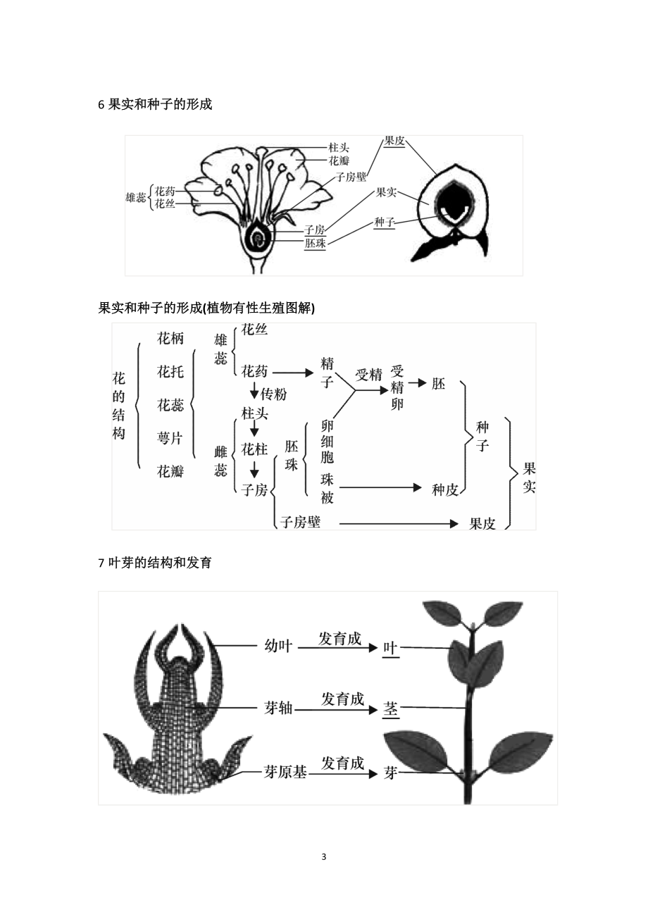 初中生物识图题常用结构示意图.docx_第3页