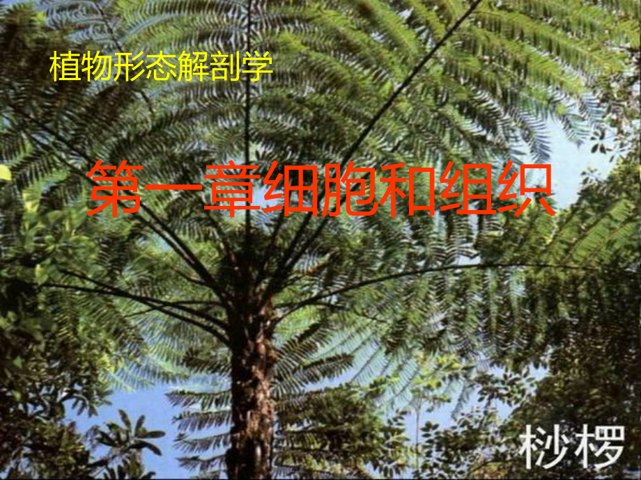 植物形态解剖学PPT课件.ppt_第1页