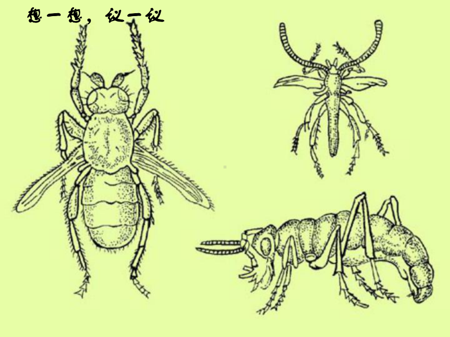 《生物进化的原因》生物的进化-精品PPT课件.ppt_第2页