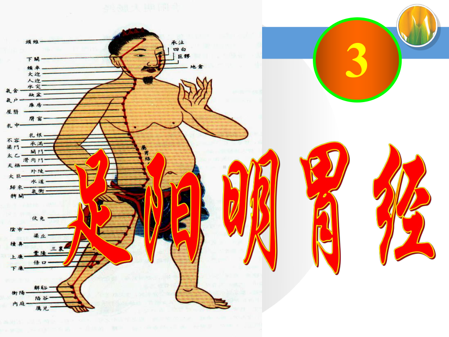 胃经课件.ppt_第1页