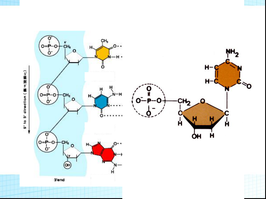 3.2《DNA分子的结构》PPT课件.ppt_第2页