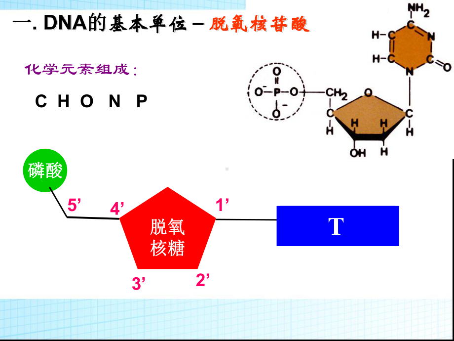 3.2《DNA分子的结构》PPT课件.ppt_第3页