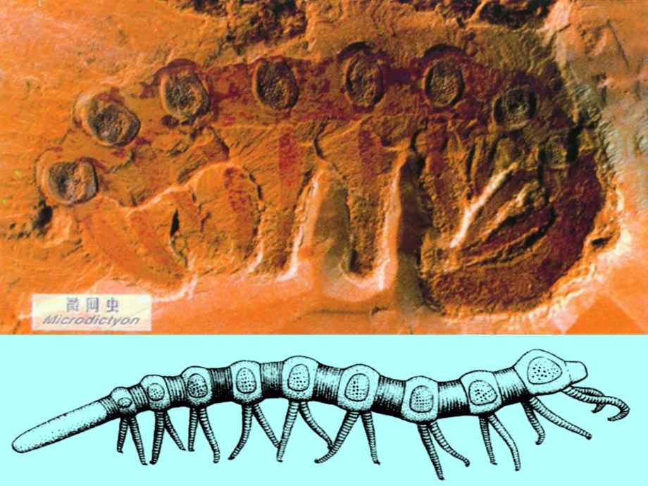 《生物进化的历程》生物的进化PPT优秀课件.ppt_第2页