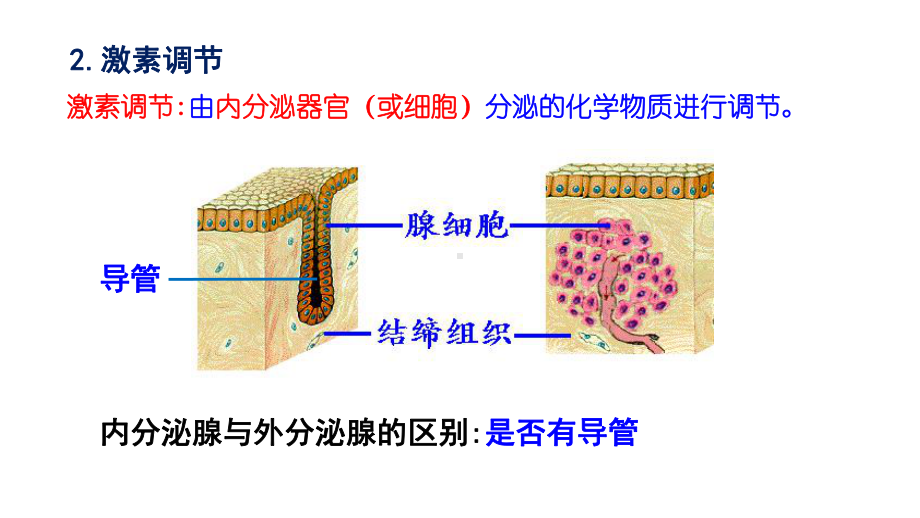 动物激素的种类和作用课件.ppt_第3页