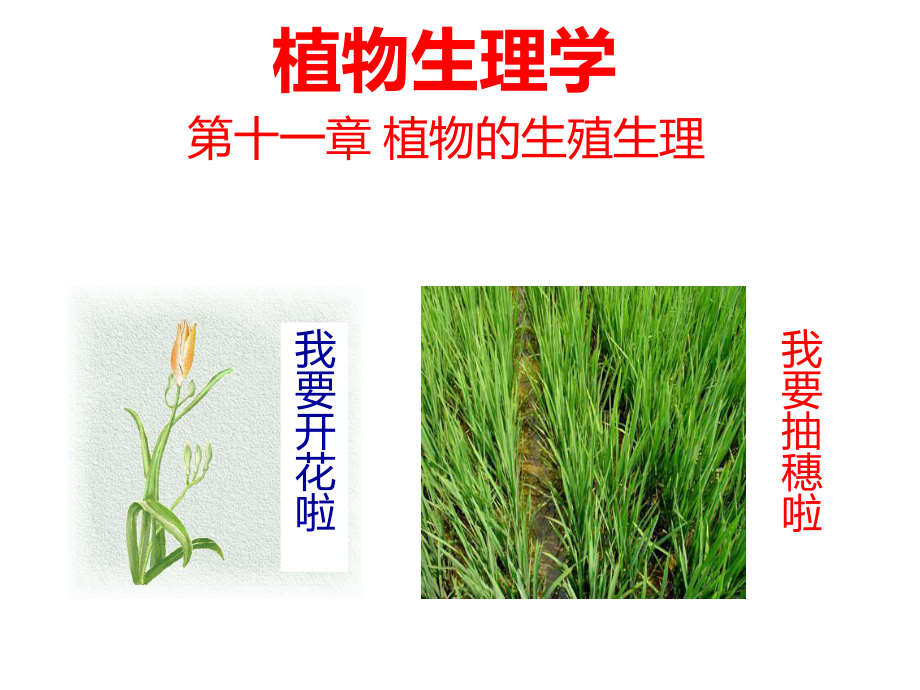 植物生理学―植物的生殖生理(上课版)PPT课件.ppt_第1页