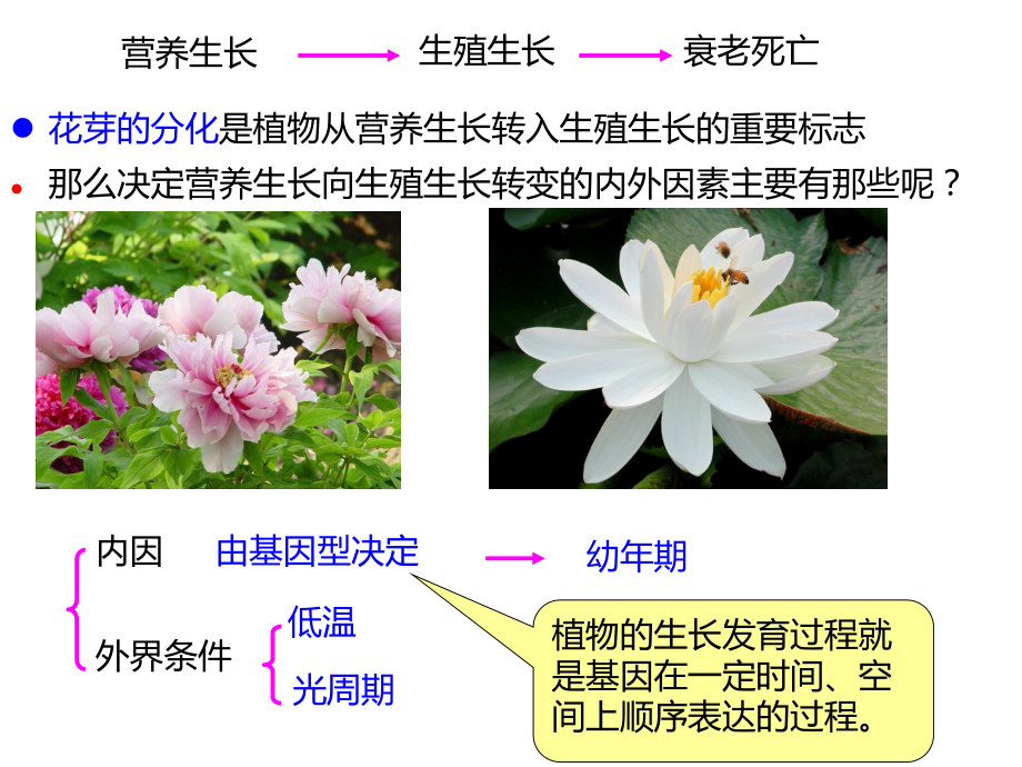 植物生理学―植物的生殖生理(上课版)PPT课件.ppt_第3页