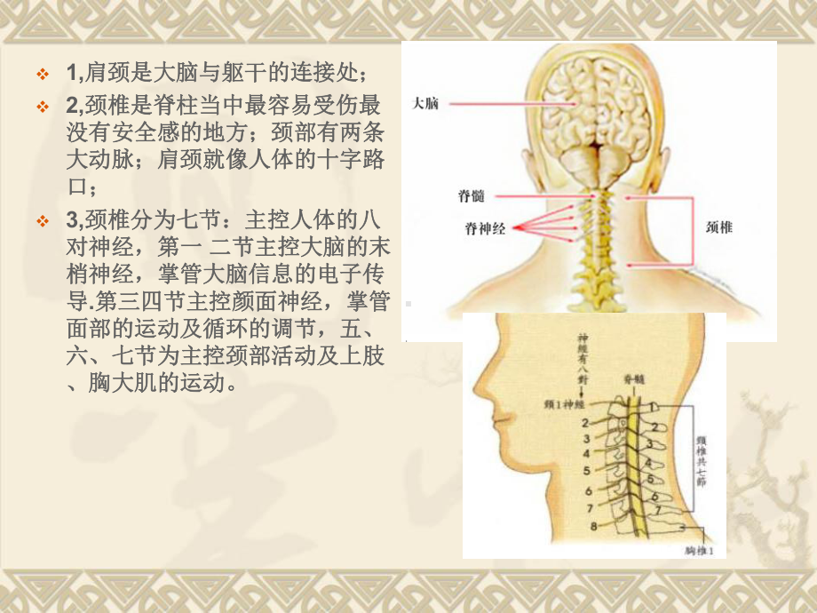 肩颈专业知识精品PPT课件.pptx_第3页