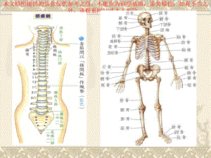 肩颈专业知识培训课件.ppt