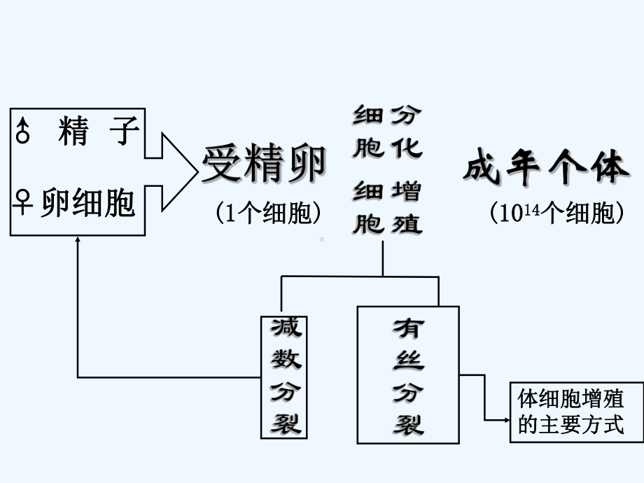 2020人教版必修一第一节《细胞的增殖》ppt课件.ppt_第2页