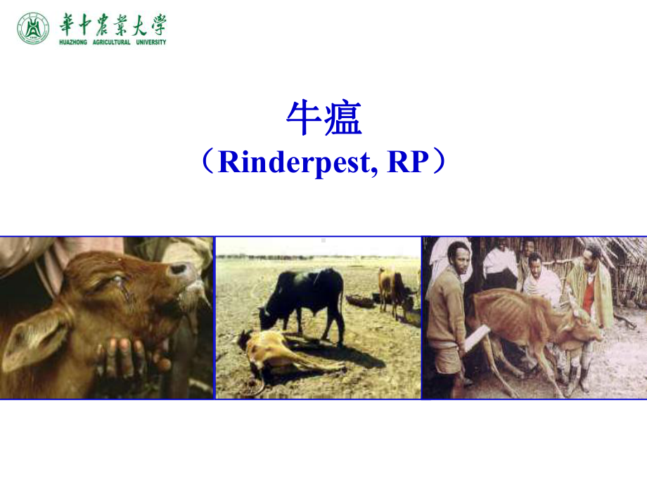 动物传染病学-牛病串讲PPT课件(精品).ppt_第2页