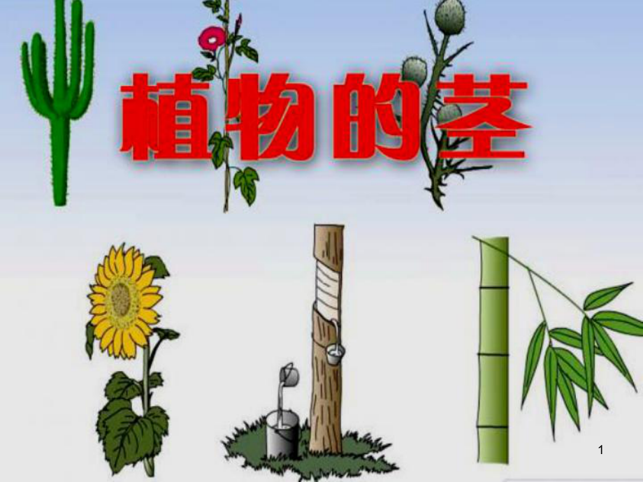 《植物的茎》课件.ppt_第1页