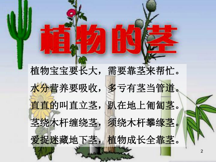 《植物的茎》课件.ppt_第2页