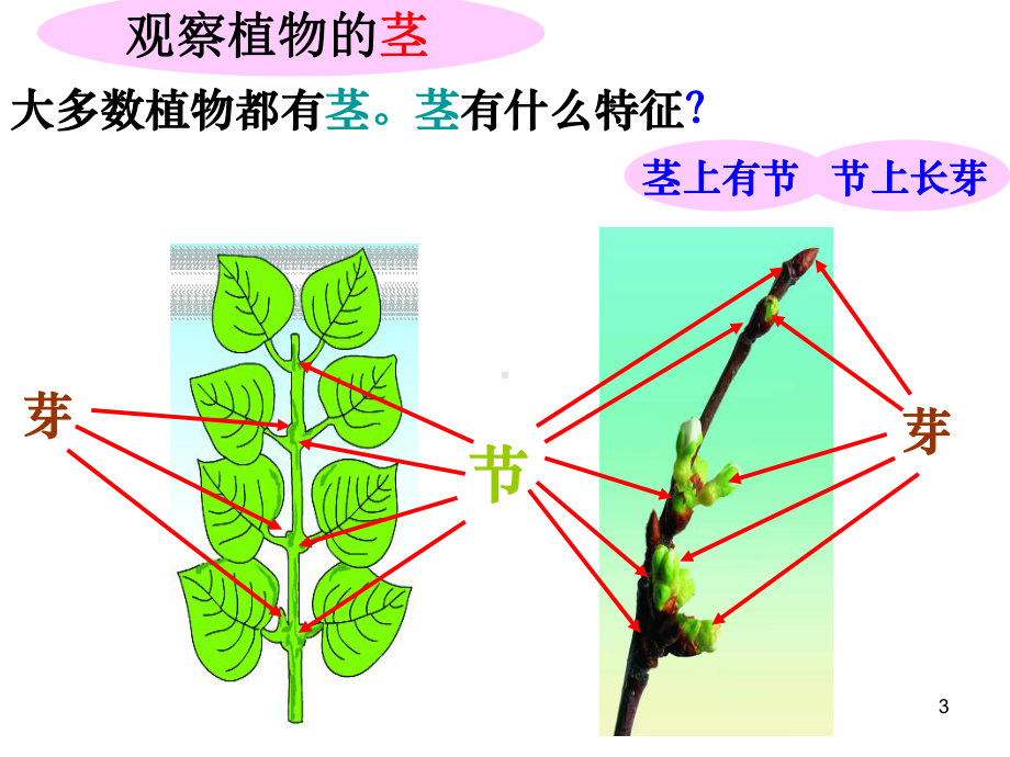 《植物的茎》课件.ppt_第3页