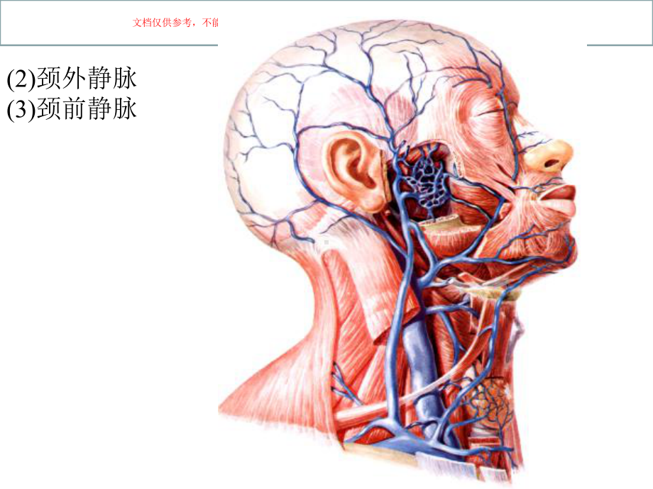 颈部人体解剖课件.ppt_第3页