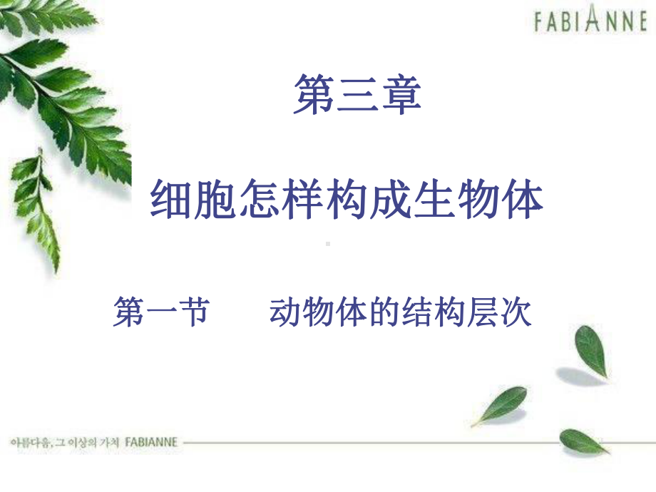 动物体的结构层次课件.ppt_第3页