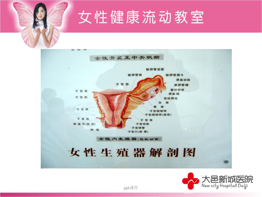 女性青春期保健-ppt课件.ppt_第3页