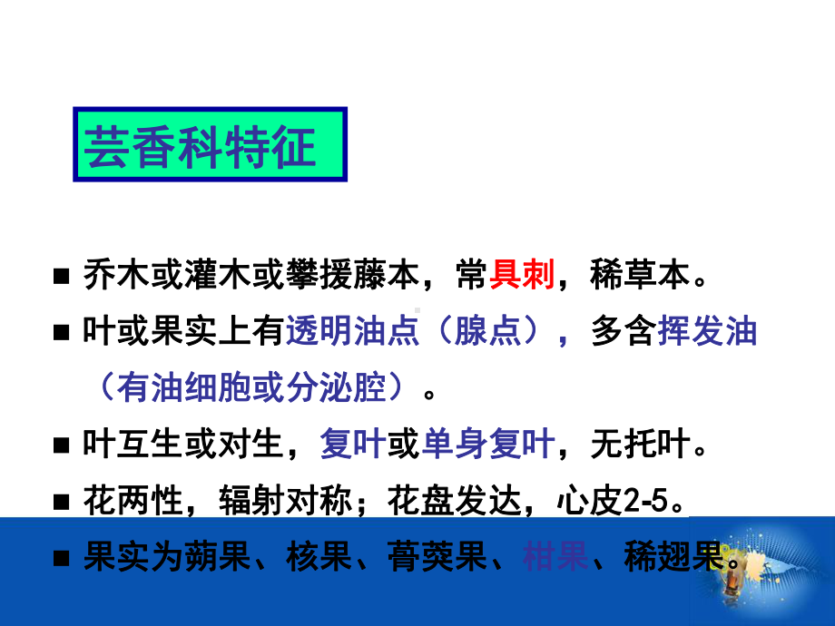 芸香科教学PPT课件.ppt_第2页