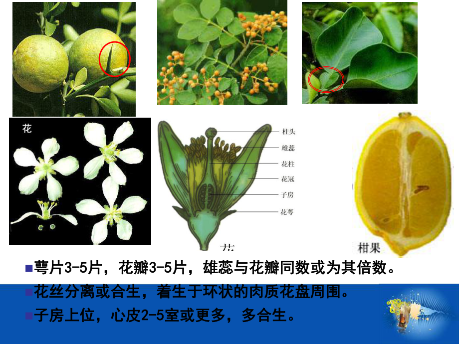 芸香科教学PPT课件.ppt_第3页