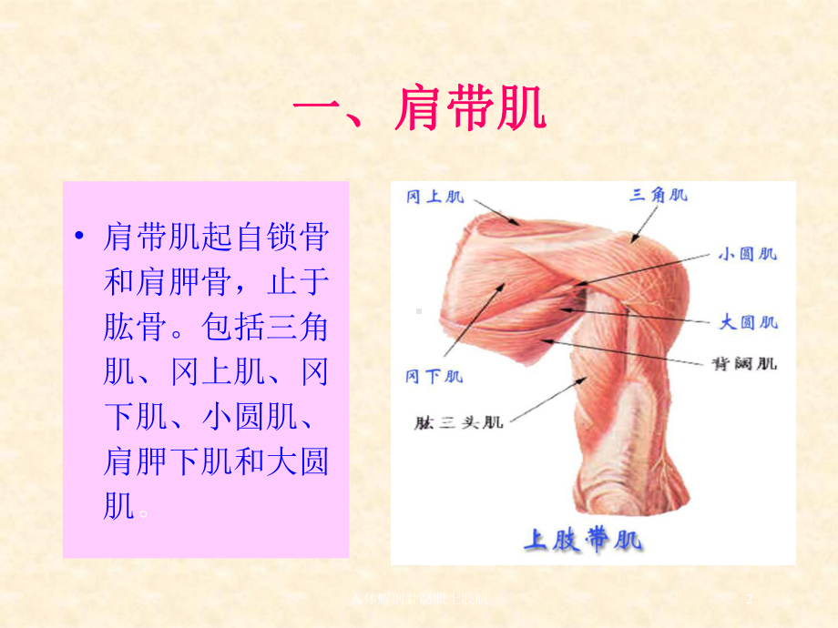 人体解剖骨骼肌上肢肌培训课件.ppt_第2页