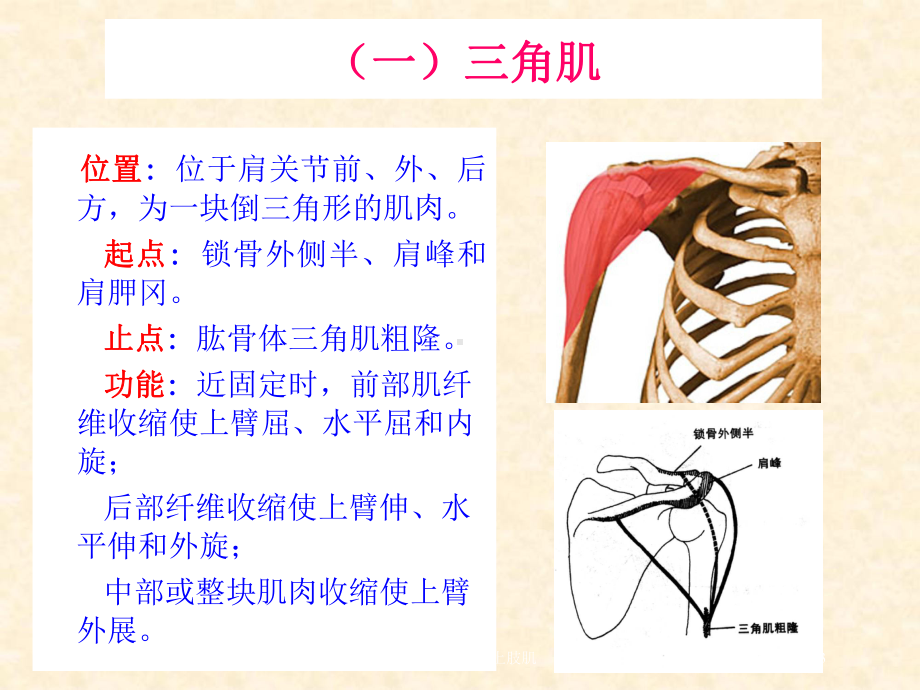 人体解剖骨骼肌上肢肌培训课件.ppt_第3页