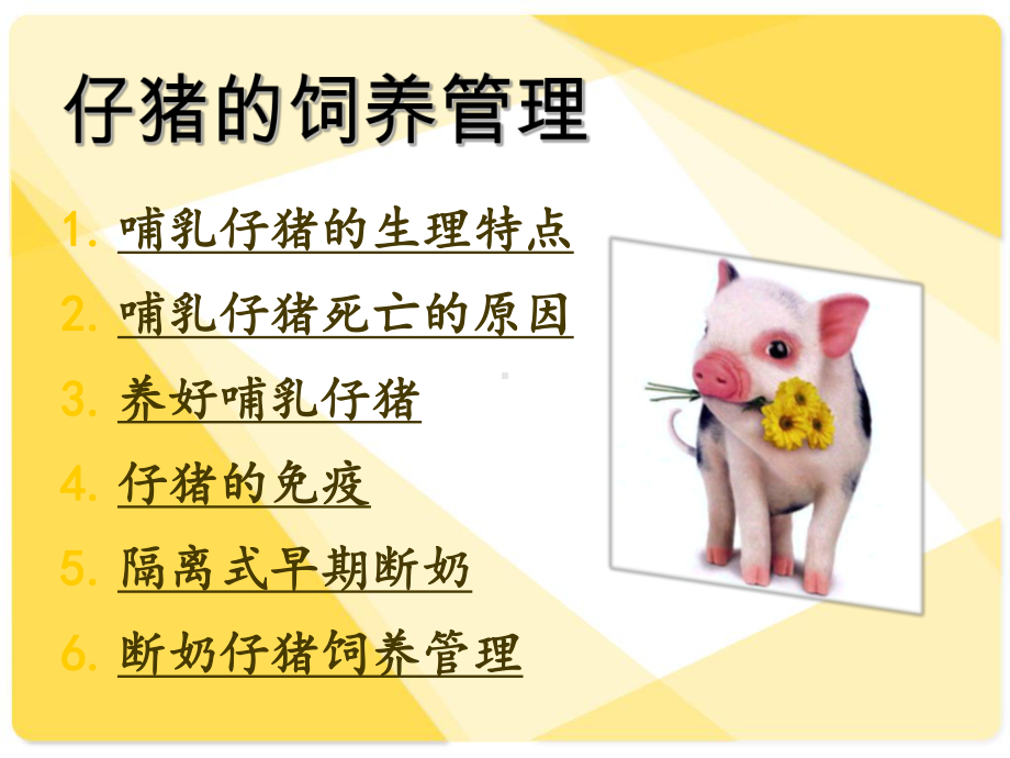 养猪与猪病防治-ppt课件.ppt_第2页