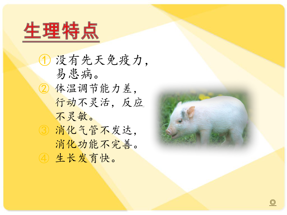 养猪与猪病防治-ppt课件.ppt_第3页