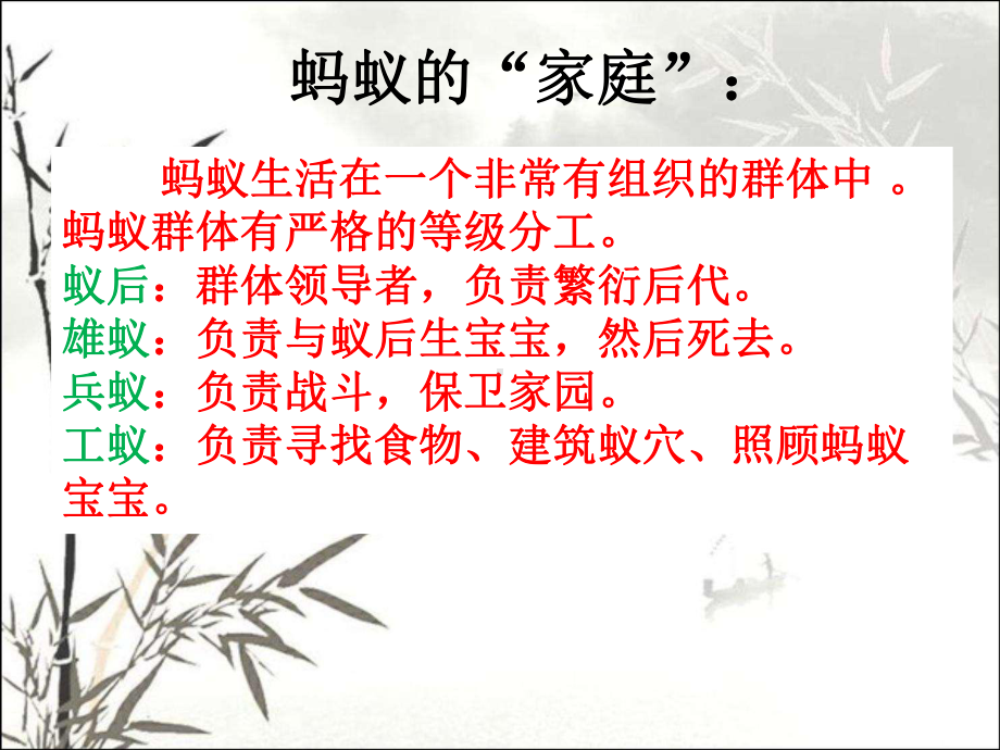 一年级科学-蚂蚁介绍课件PPT.ppt_第3页