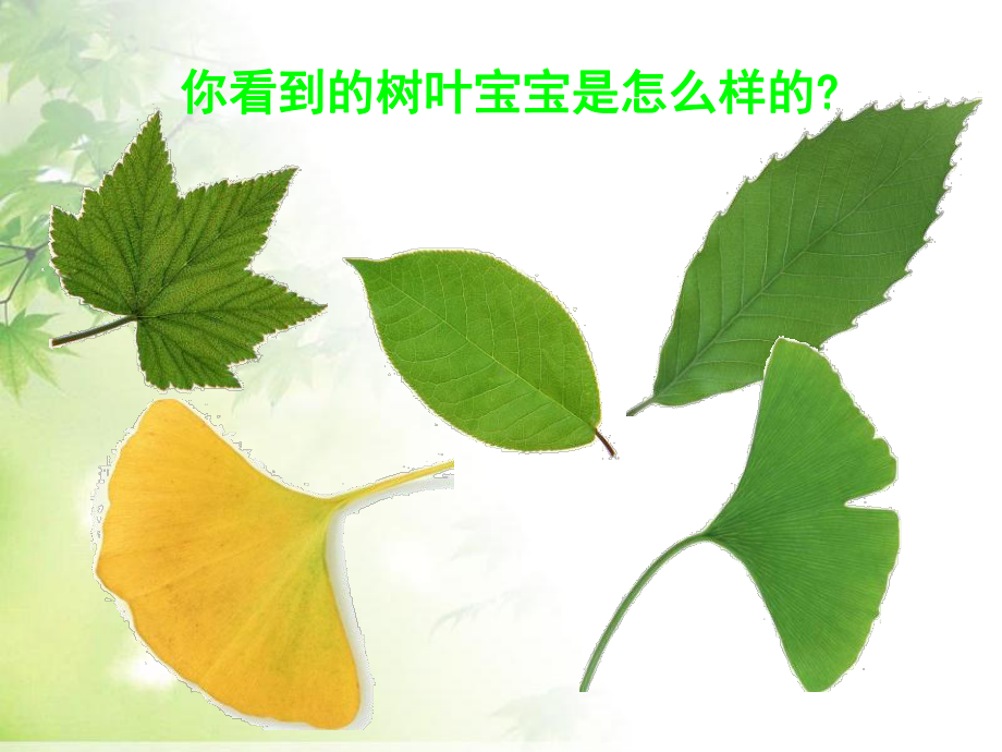 《植物的叶》植物PPT课件3.ppt_第2页