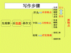 作文《菊花》-PPT课件.ppt