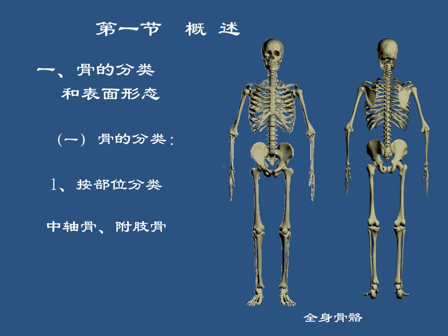 骨PPT课件.ppt_第2页