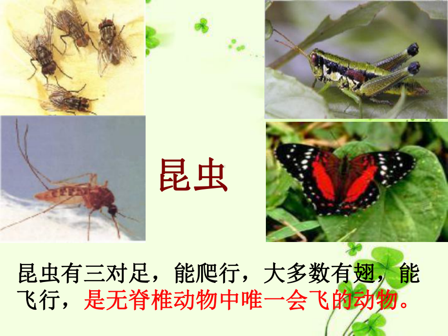 《昆虫的身体结构》课件1.ppt_第3页