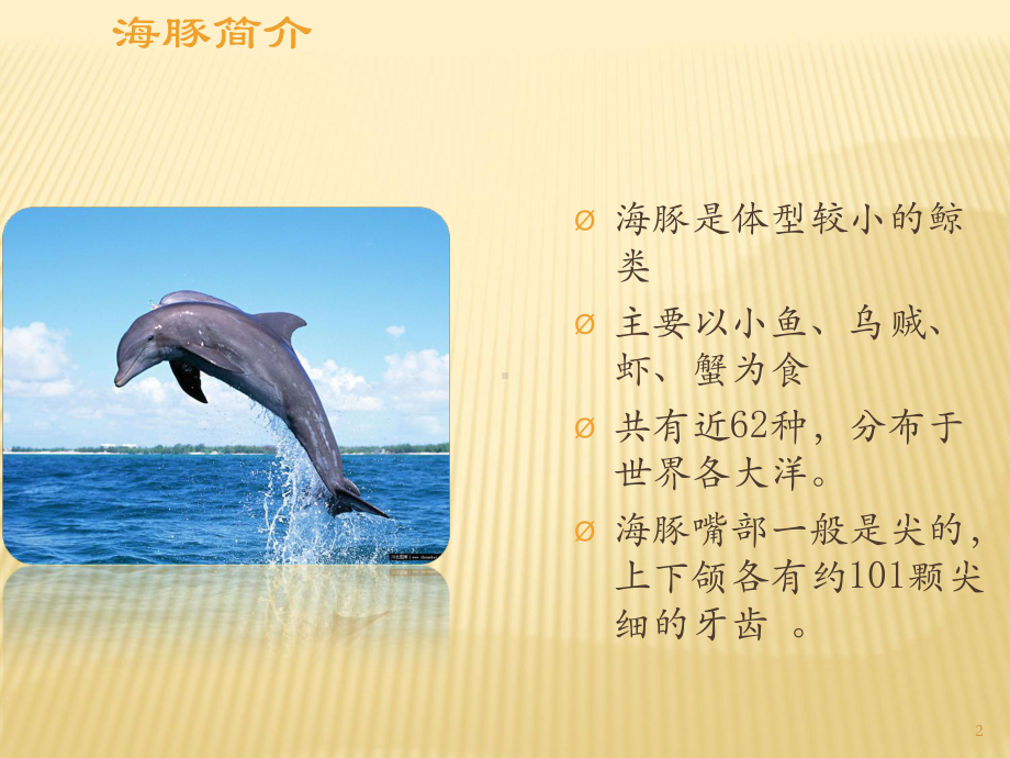 海豚xPPT课件.ppt_第2页