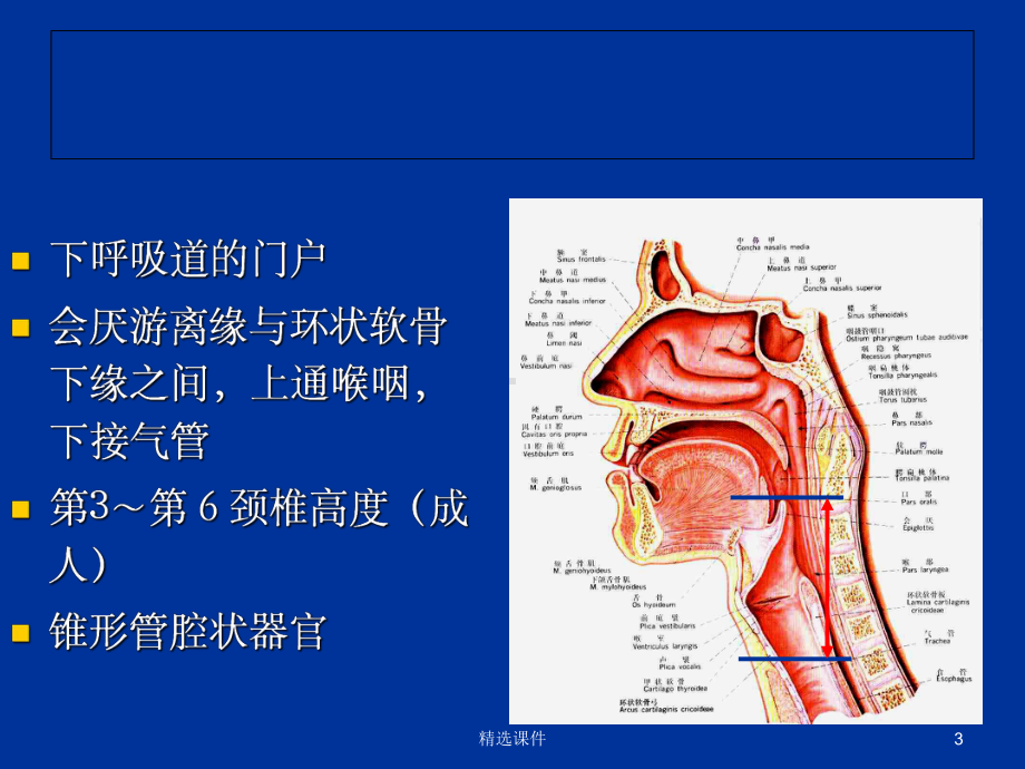 喉科学ppt课件.ppt_第3页