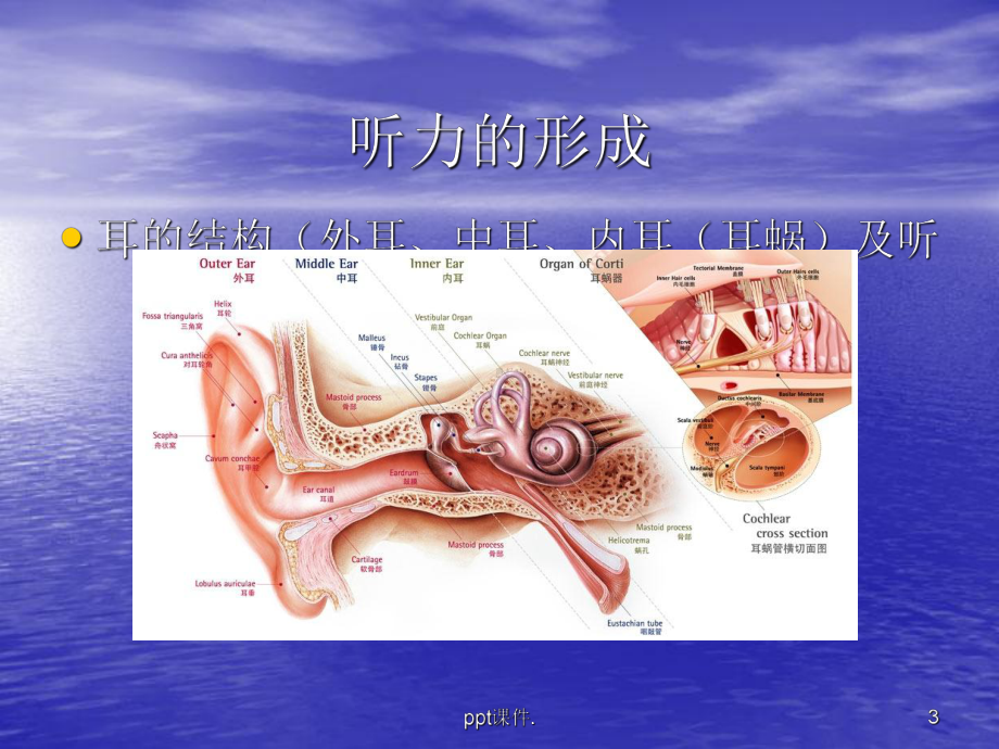 儿童听力障碍常见原因ppt课件.pptx_第3页