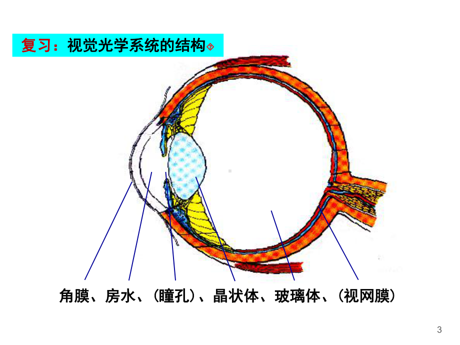 视觉神经生理学PPT培训课件.ppt_第3页