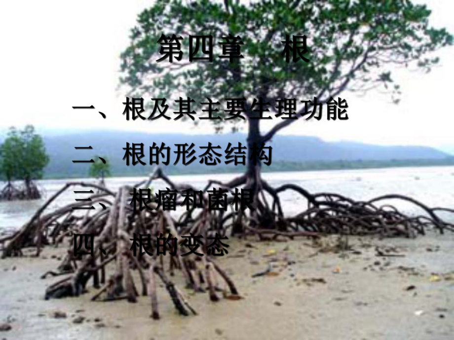 《植物学》课件：根-PPT.ppt_第1页